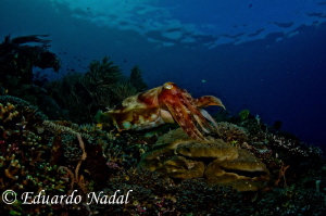 cuttlefish by Eduardo Nadal 